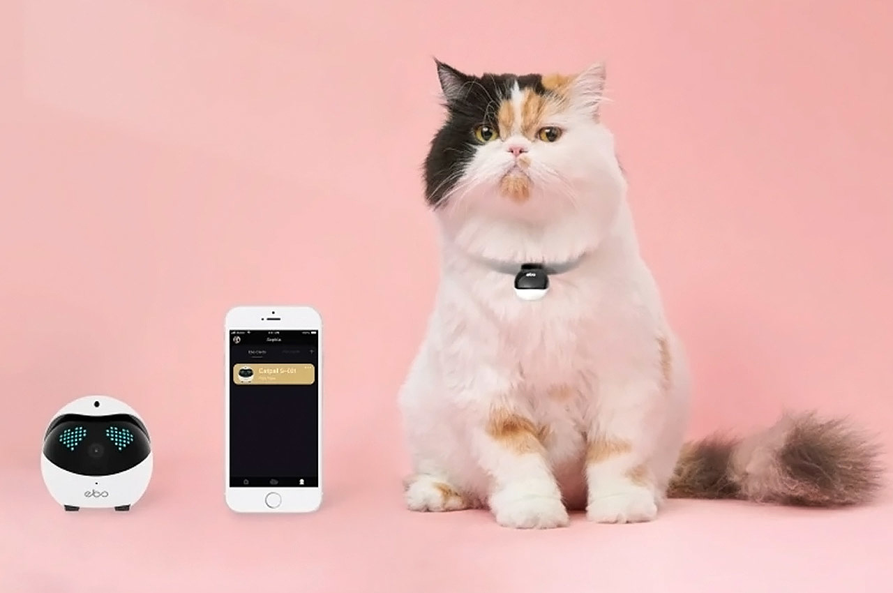 Pets，tool，intelligence，