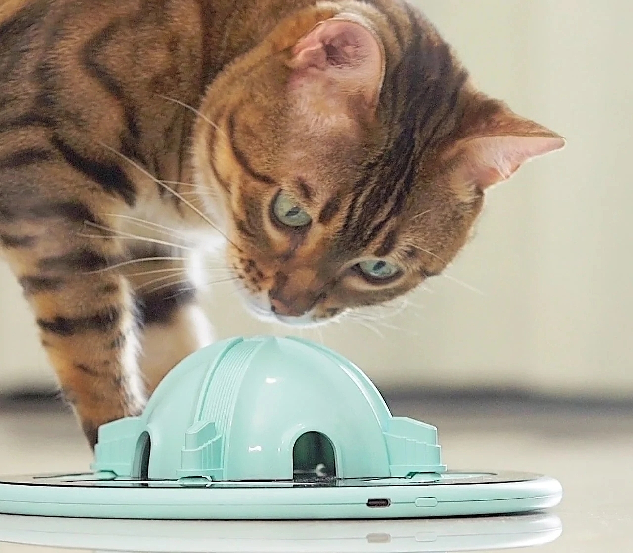 Pets，tool，intelligence，
