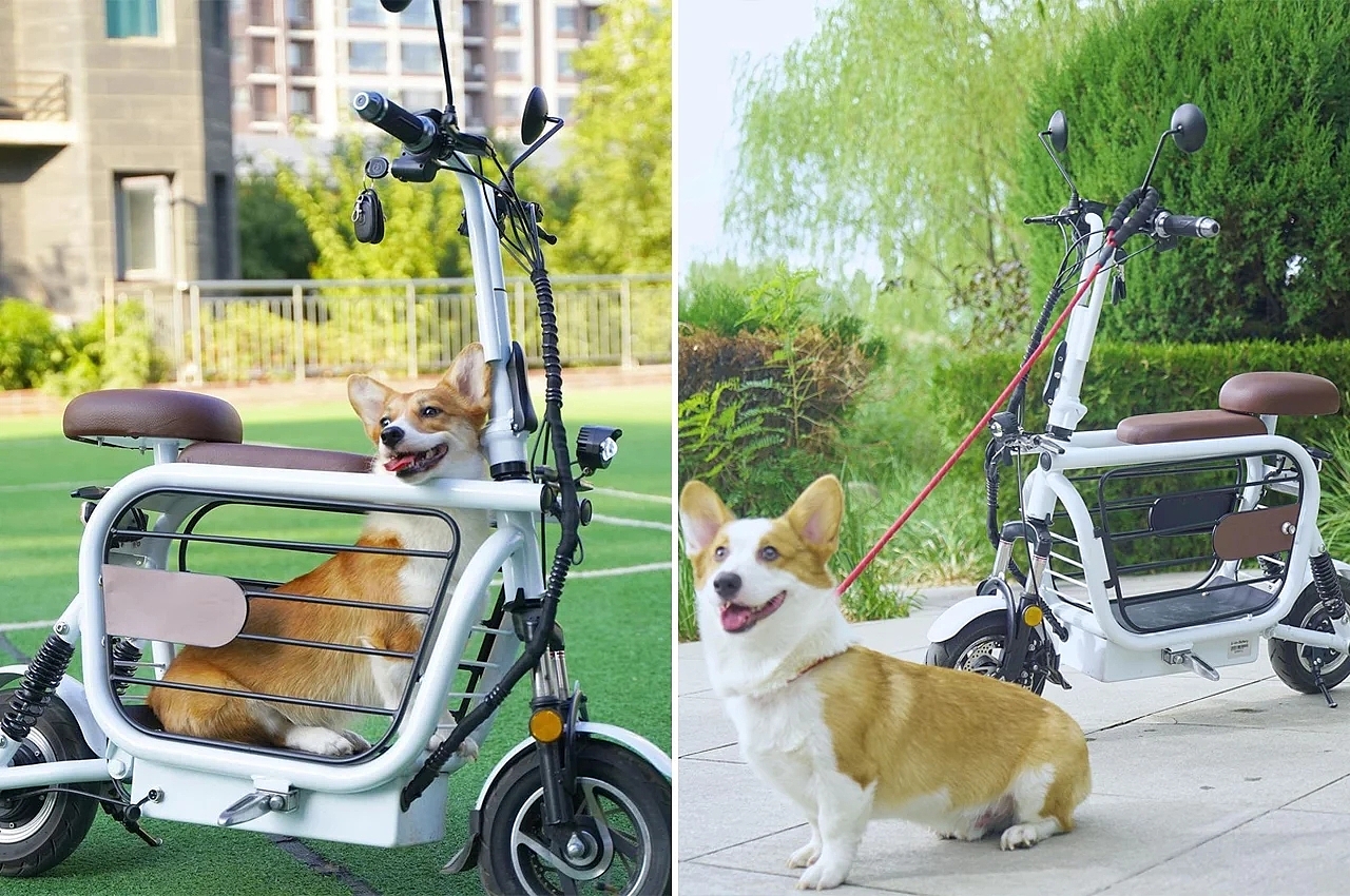 Pets，tool，intelligence，