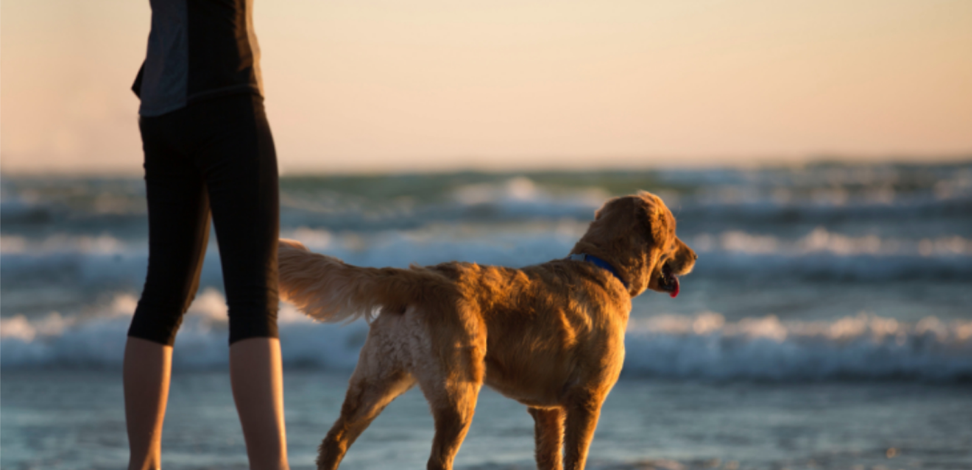 packing design，pet food ，Packaging material，industrial design，Graphic Artist Designer，