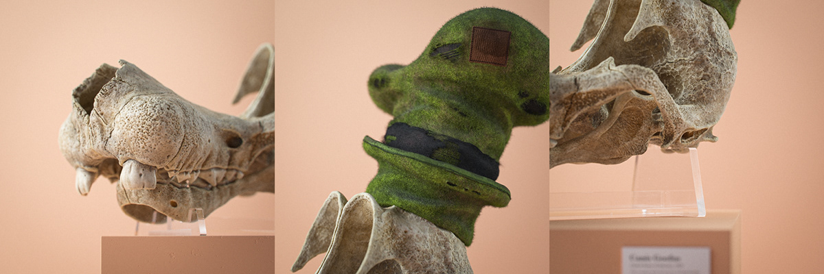 Filip Hodas，Cartoon Fossils，Cartoon fossil series，