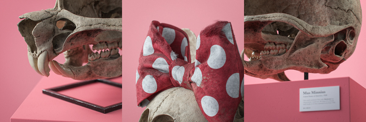 Filip Hodas，Cartoon Fossils，Cartoon fossil series，