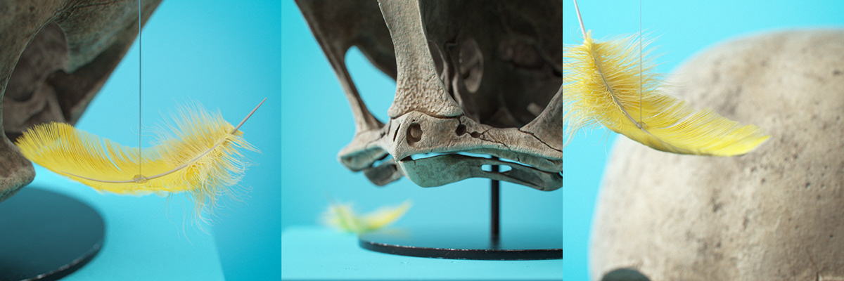 Filip Hodas，Cartoon Fossils，Cartoon fossil series，
