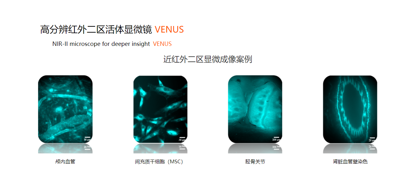 Microscope，medical apparatus and instruments，Medical equipment，