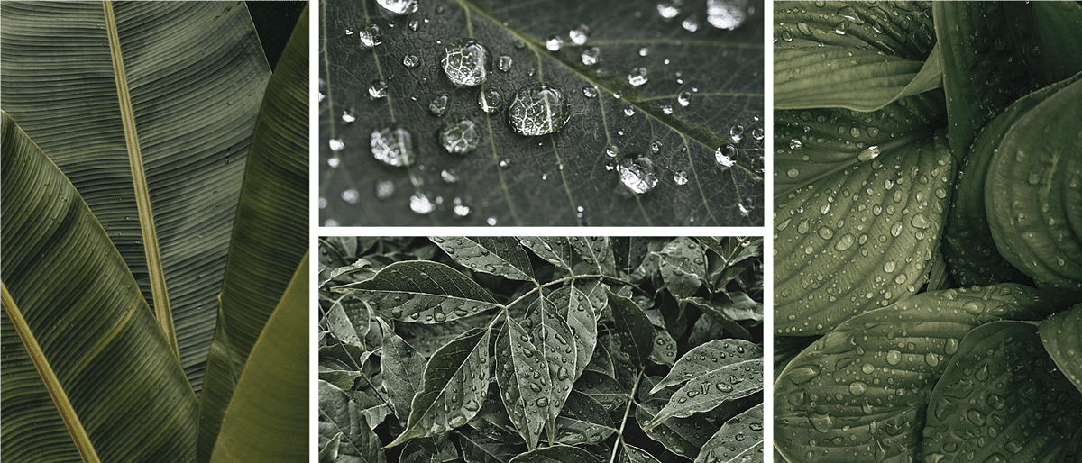 智能，植物，检测，