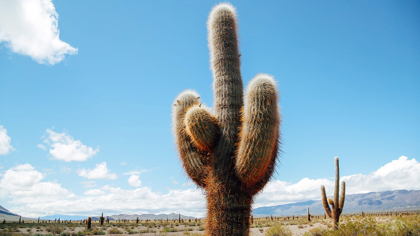 Flowerpot，cactus，cultivate，