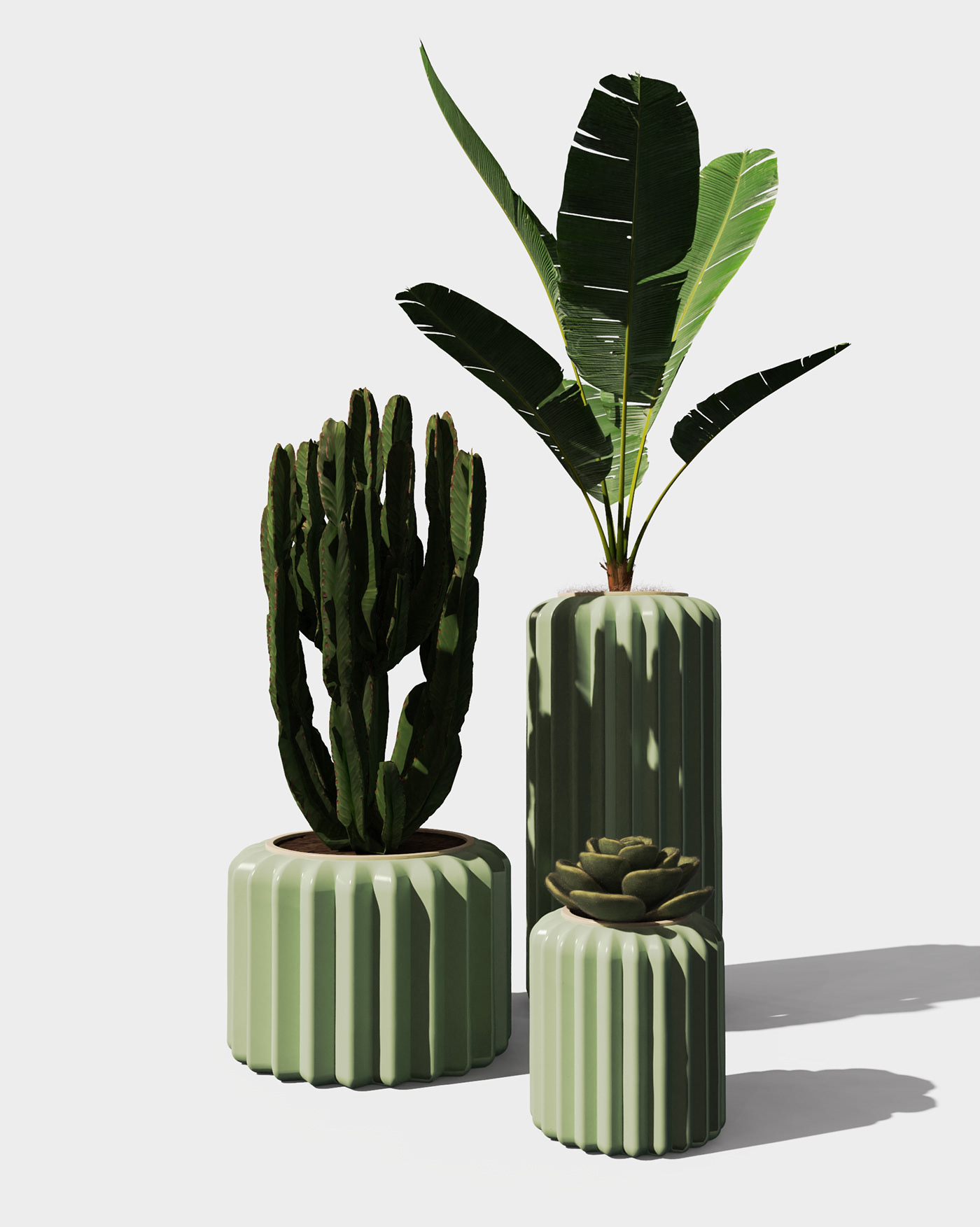 Flowerpot，cactus，cultivate，