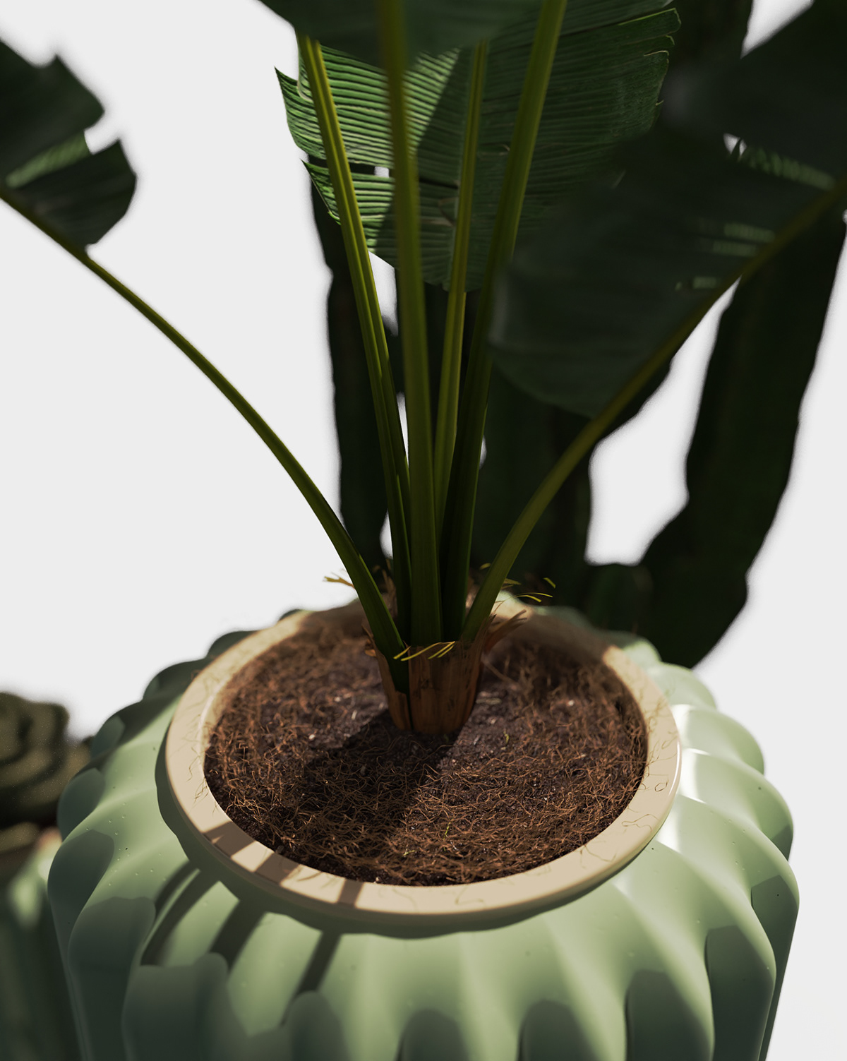 Flowerpot，cactus，cultivate，