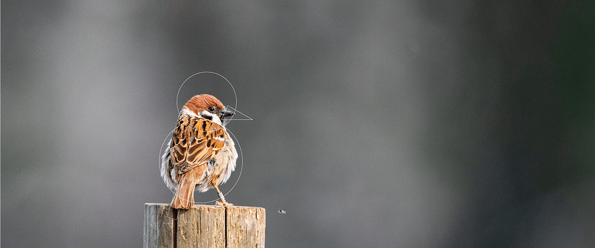 Role design，industrial design，Pet products，Digital design，