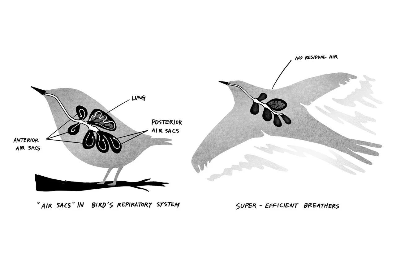 lung，Metal，concept，