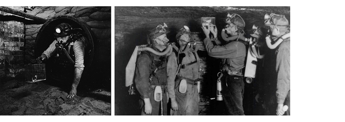 Wearable ，miner，Injury on-the-Job，Noise，Canary，