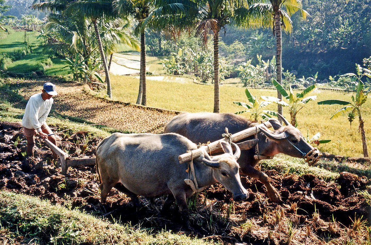 Toys，children，music，Culture，region，cattle，