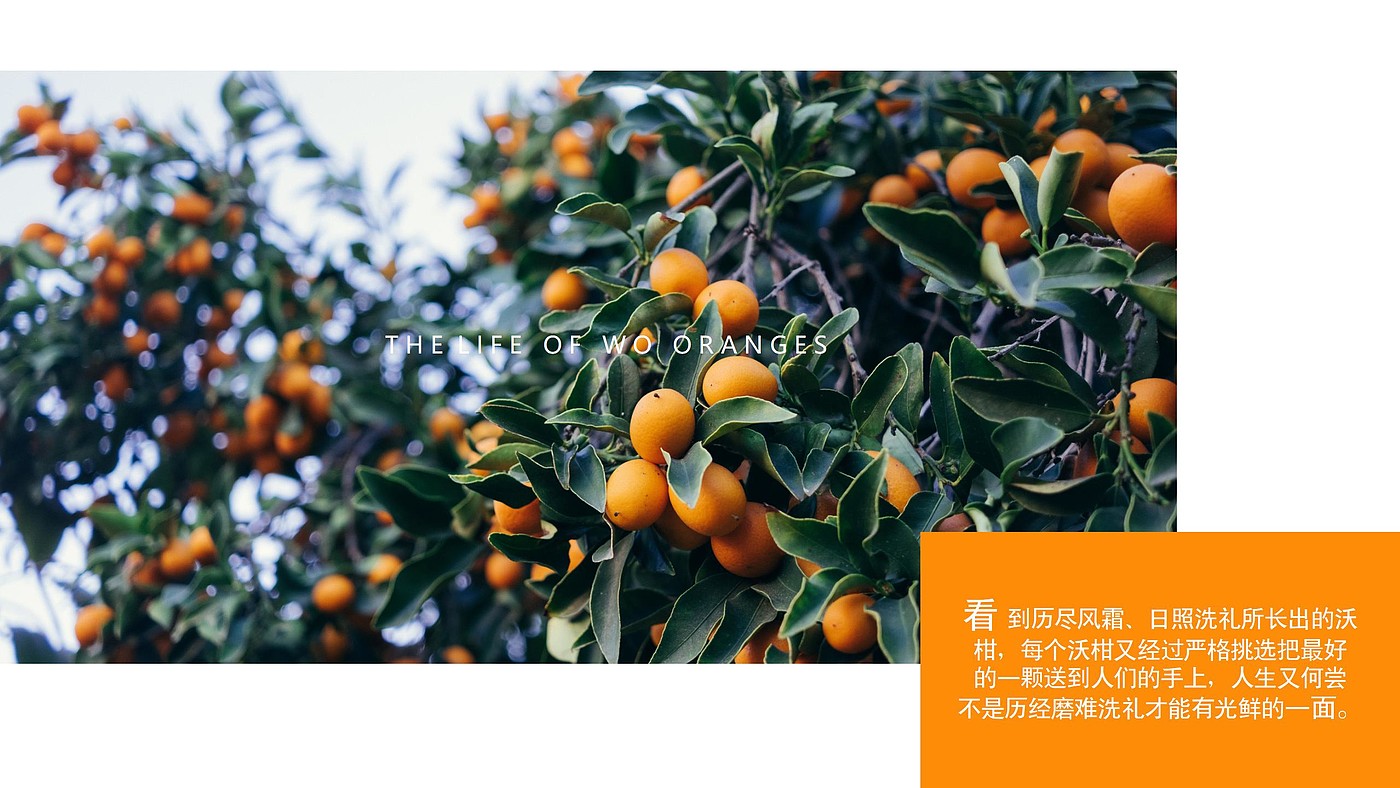Fruit packaging, packaging design，