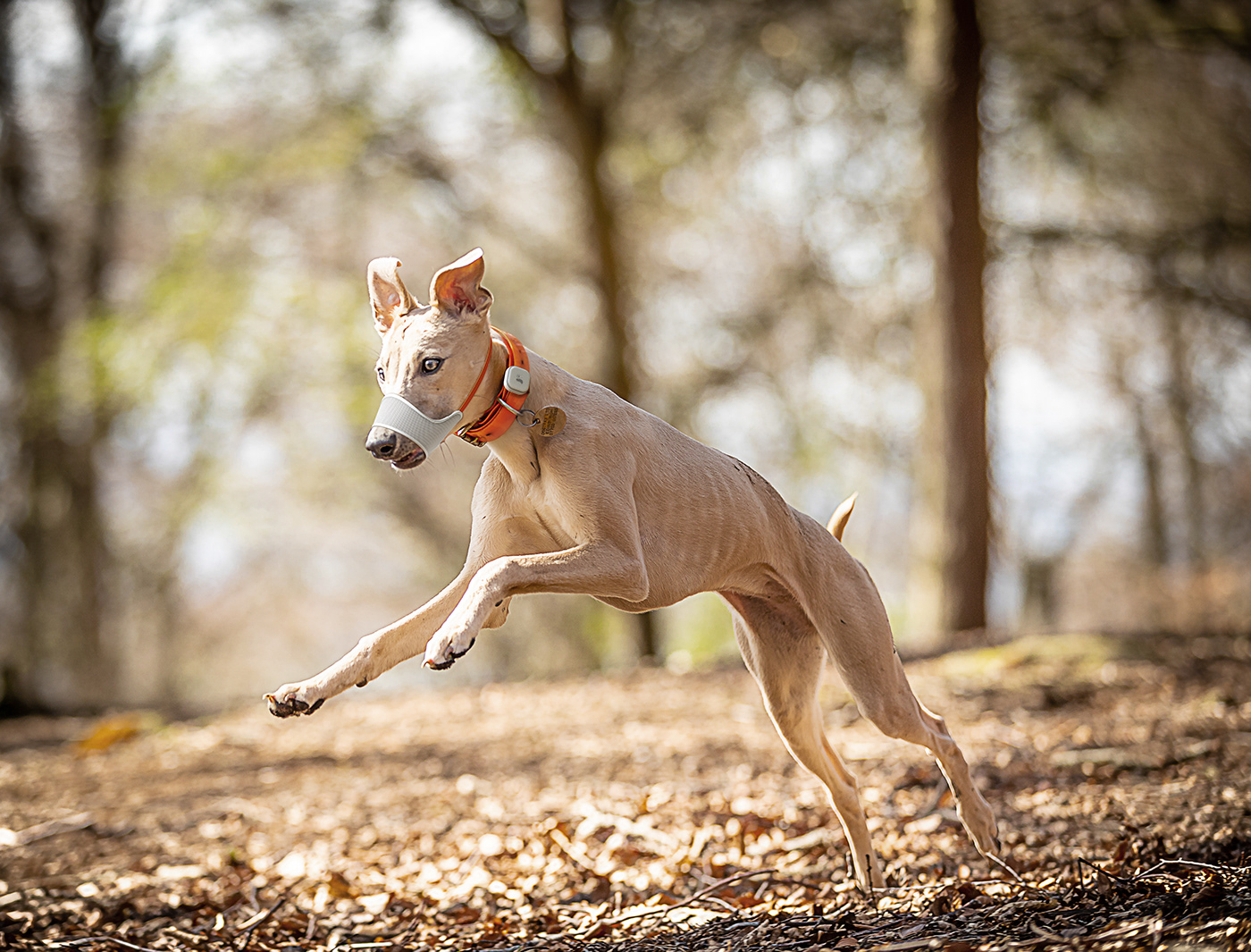 intelligence，Joyda，Dog mouth cover，sensor，app，