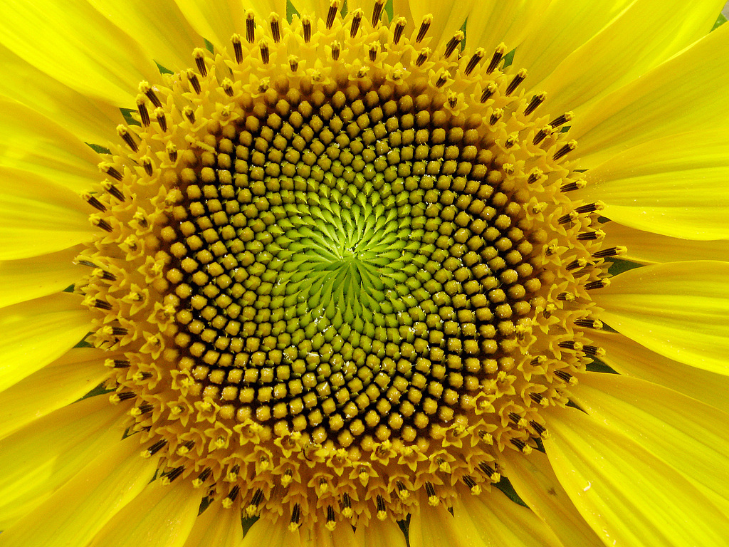 lamps and lanterns，inspiration，Sunflower，concrete，Spiral，Light bulb:，Aesthetic feeling，