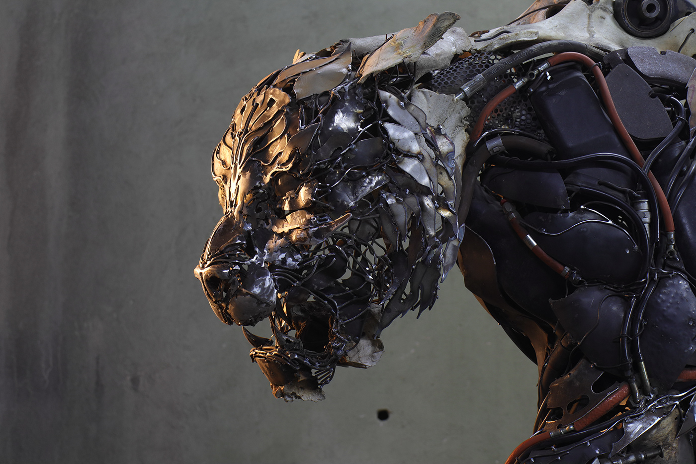 TIGER，cem özkan，tiger，