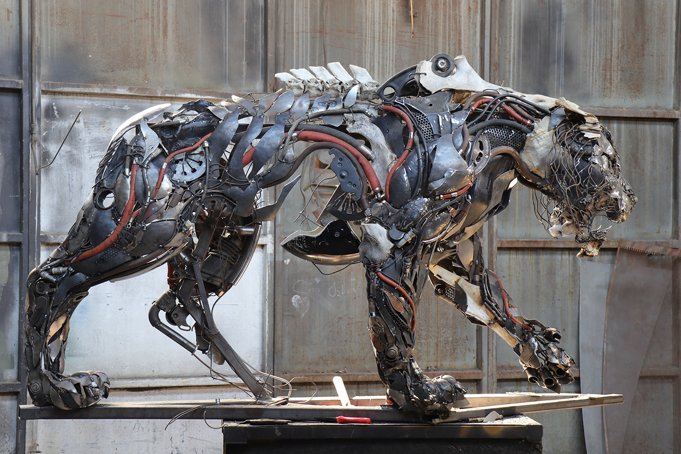 TIGER，cem özkan，tiger，