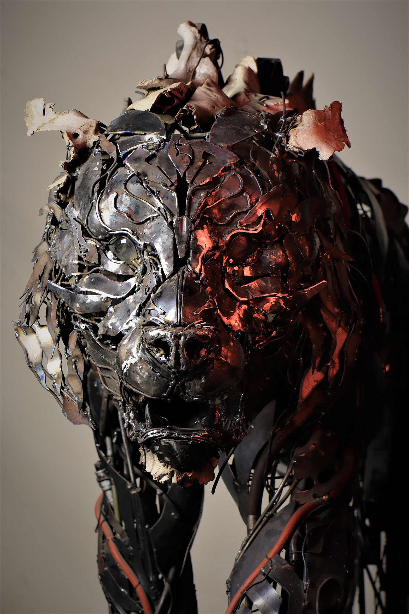 TIGER，cem özkan，tiger，