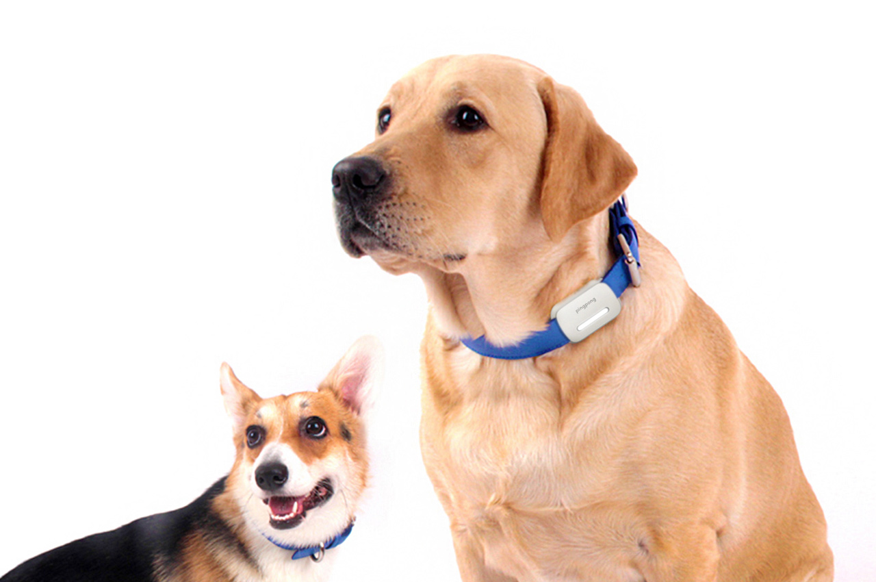 pingpong，Pets，Intelligent induction，