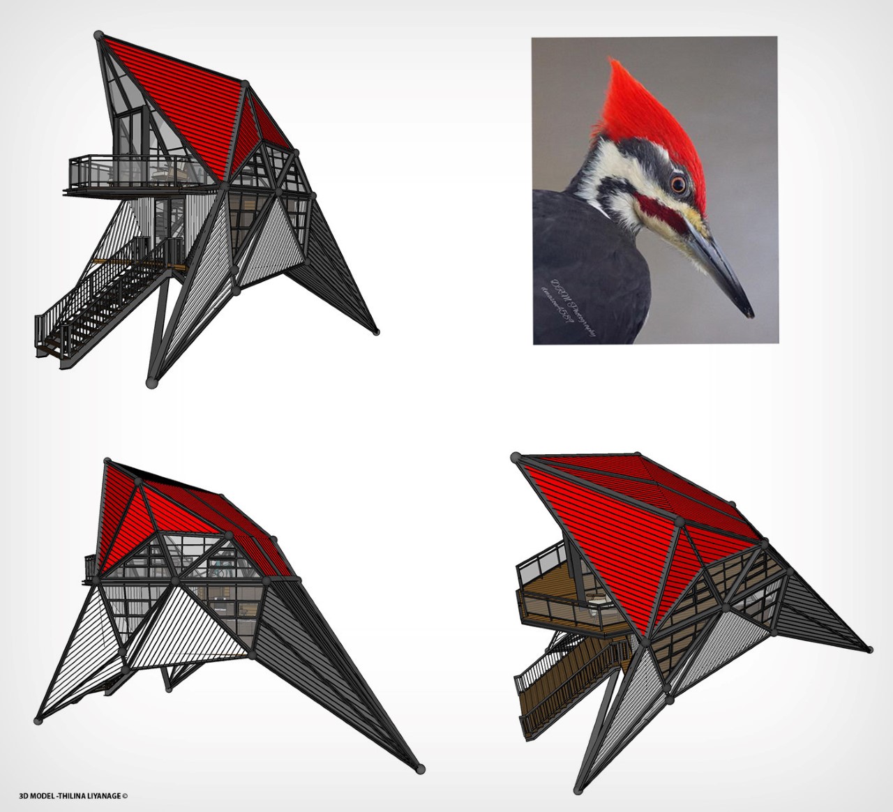 Woodpecker，Architecture，nature，Glass，hut，