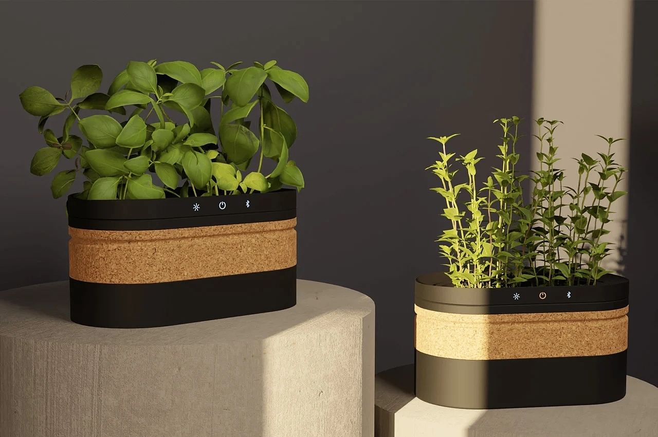 plant，Flower system，climate，sunlight，