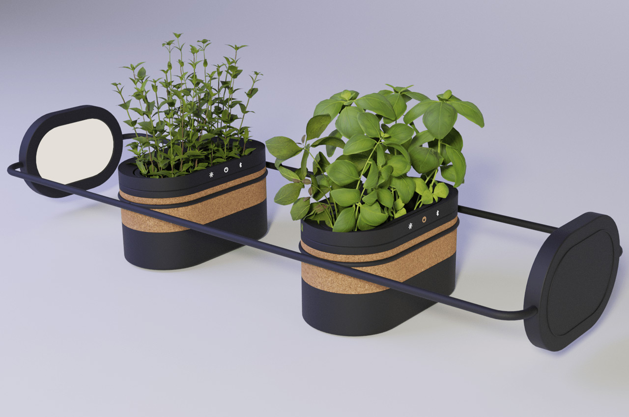 plant，Flower system，climate，sunlight，