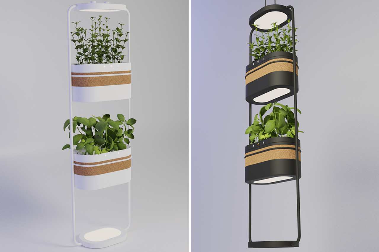 plant，Flower system，climate，sunlight，