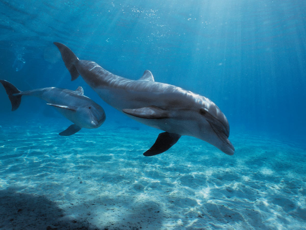 Soap dispenser，Sanitary ware，originality，EMPEROR Soap Pump，