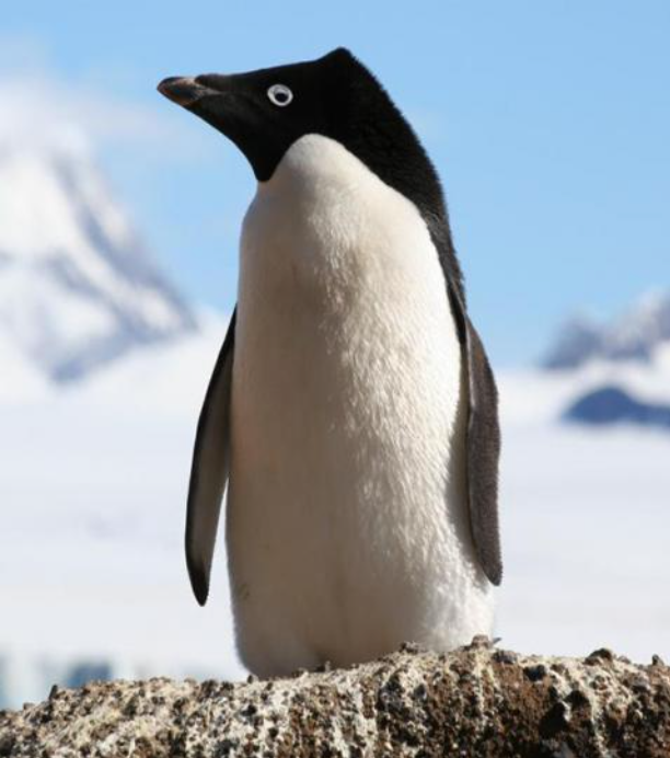 Soap dispenser，Sanitary ware，originality，EMPEROR Soap Pump，