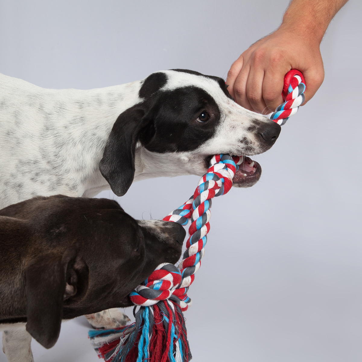 Pet Supplies & Pet，food，Hand drawn，modeling，Model，dog，Dogzilla，Pet toys，bone，dinosaur，