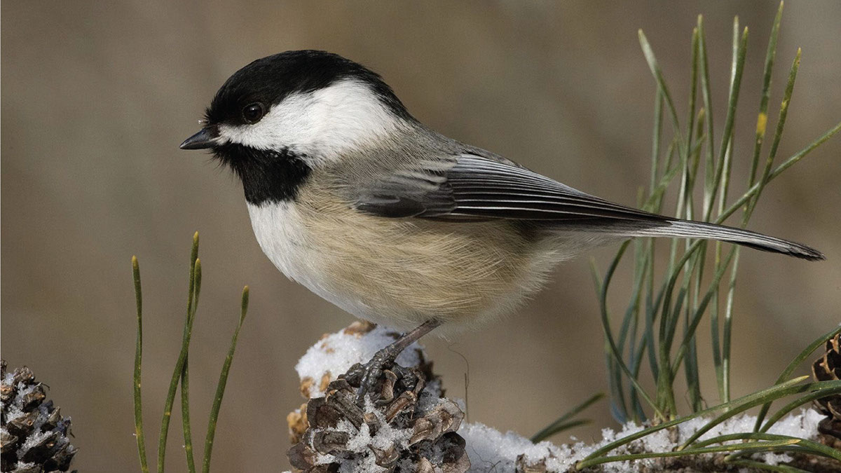 Bird's nest，Wildlife protection，product design，Creative bird house，