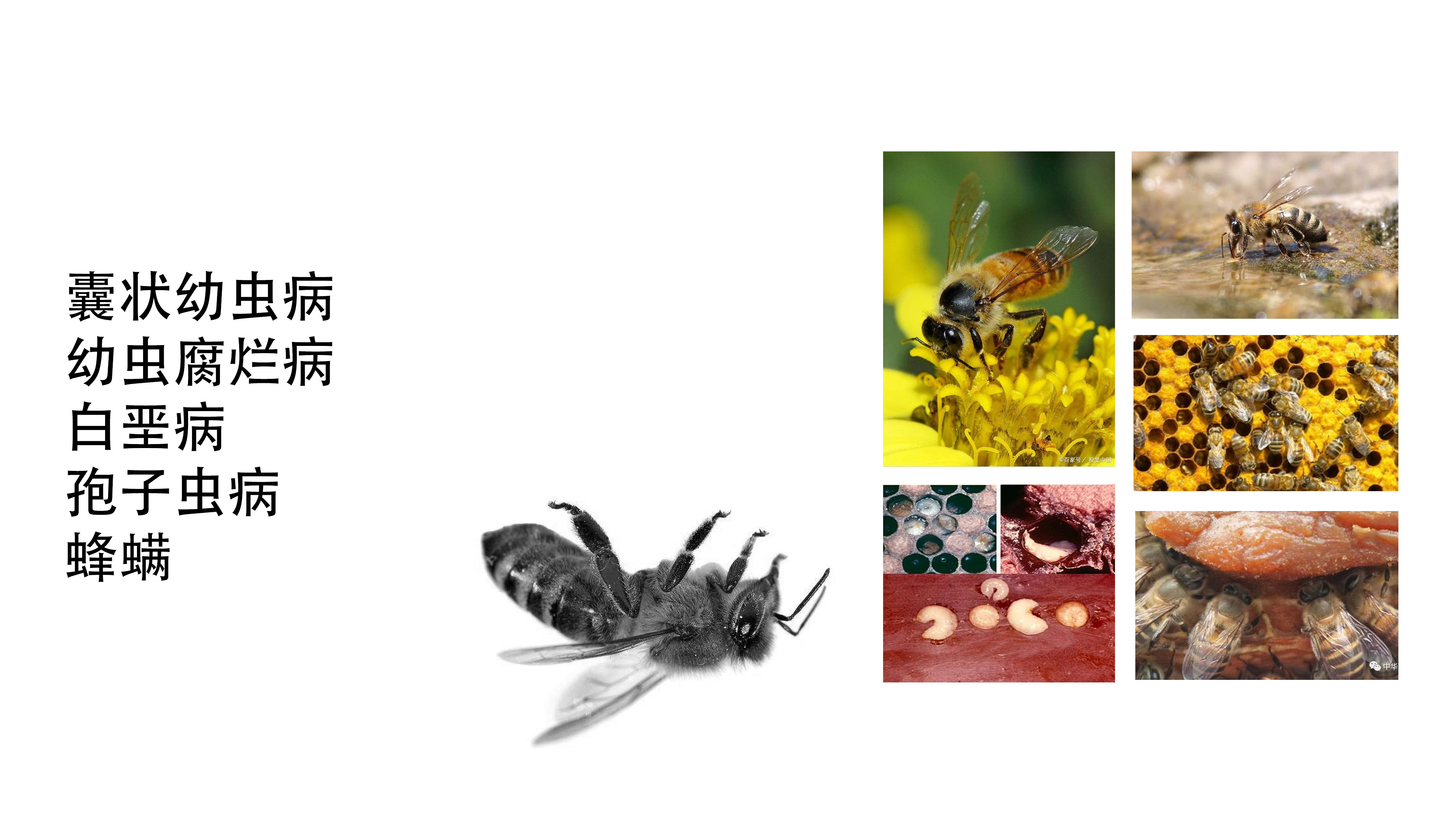 Intelligent products，honeybee，hive，