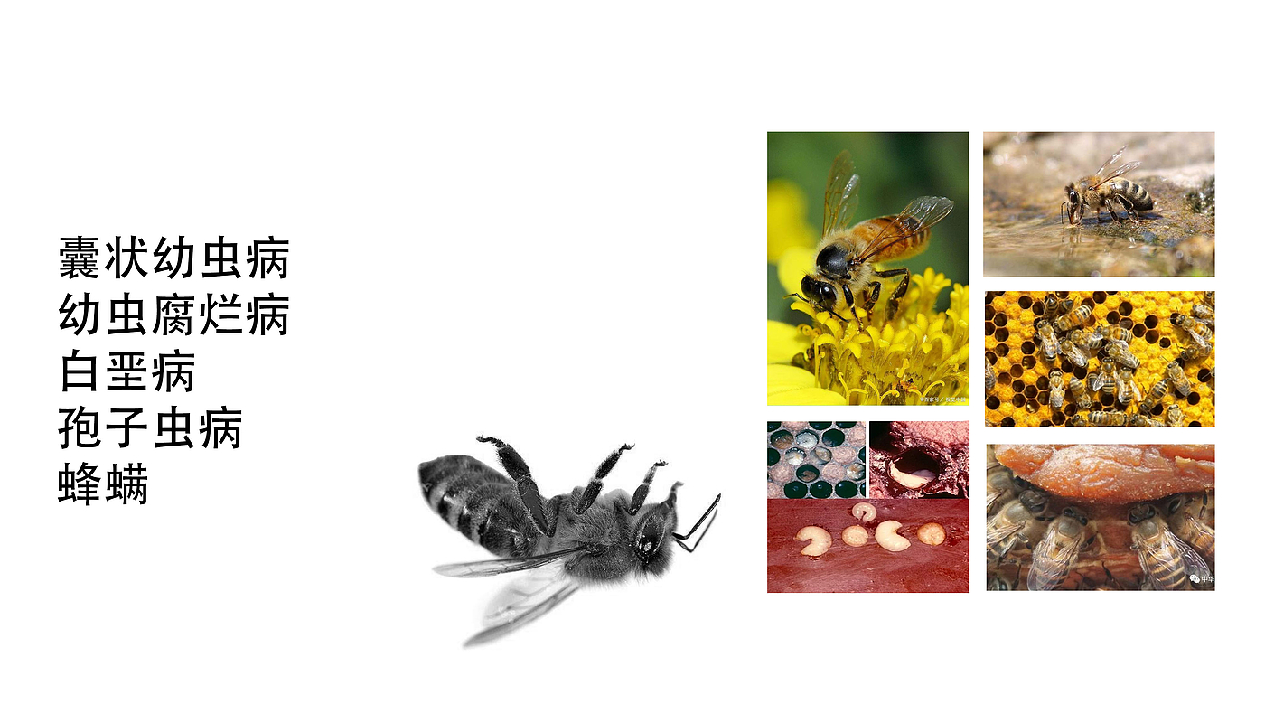 Intelligent products，honeybee，hive，