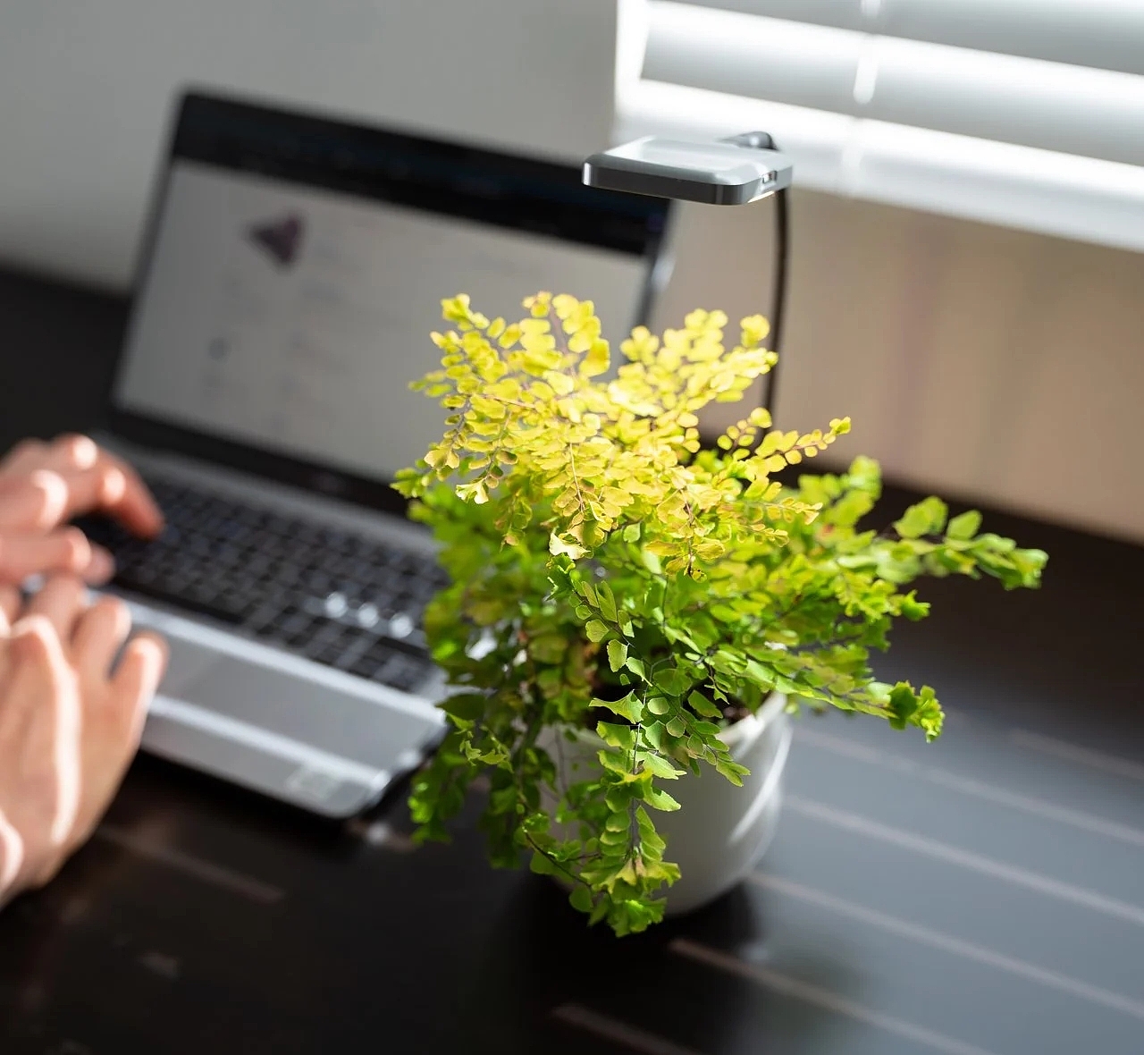 植物，USB-C 灯，微型，Ocean Sun，