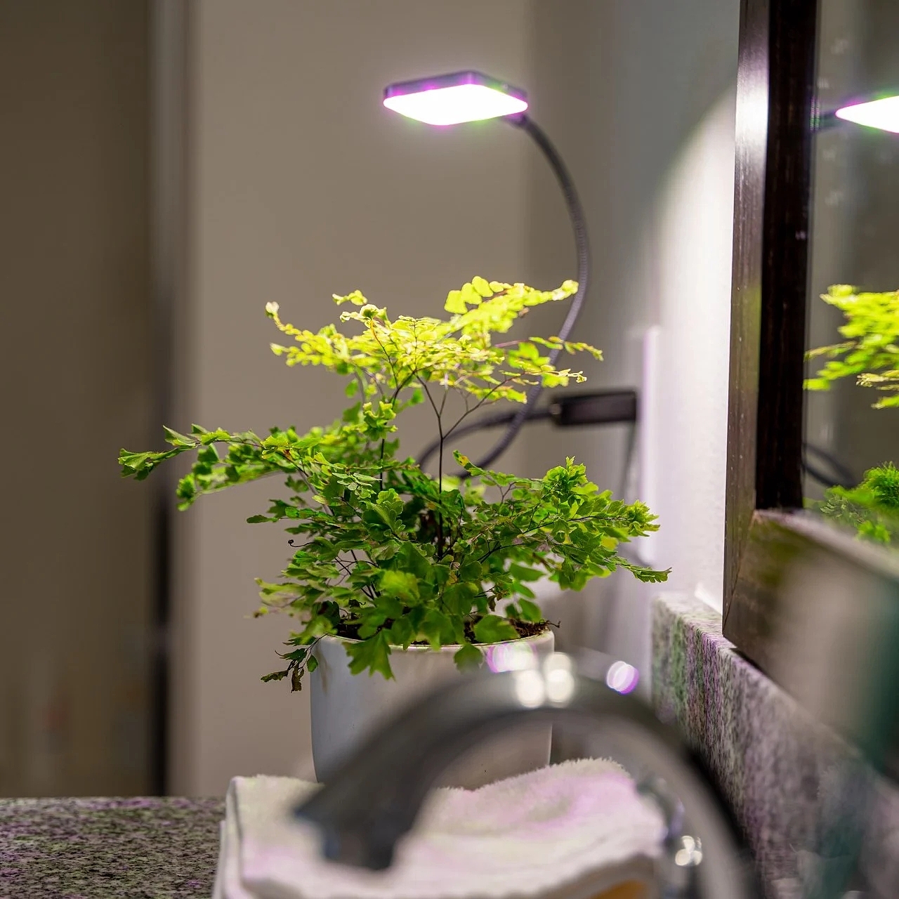 植物，USB-C 灯，微型，Ocean Sun，