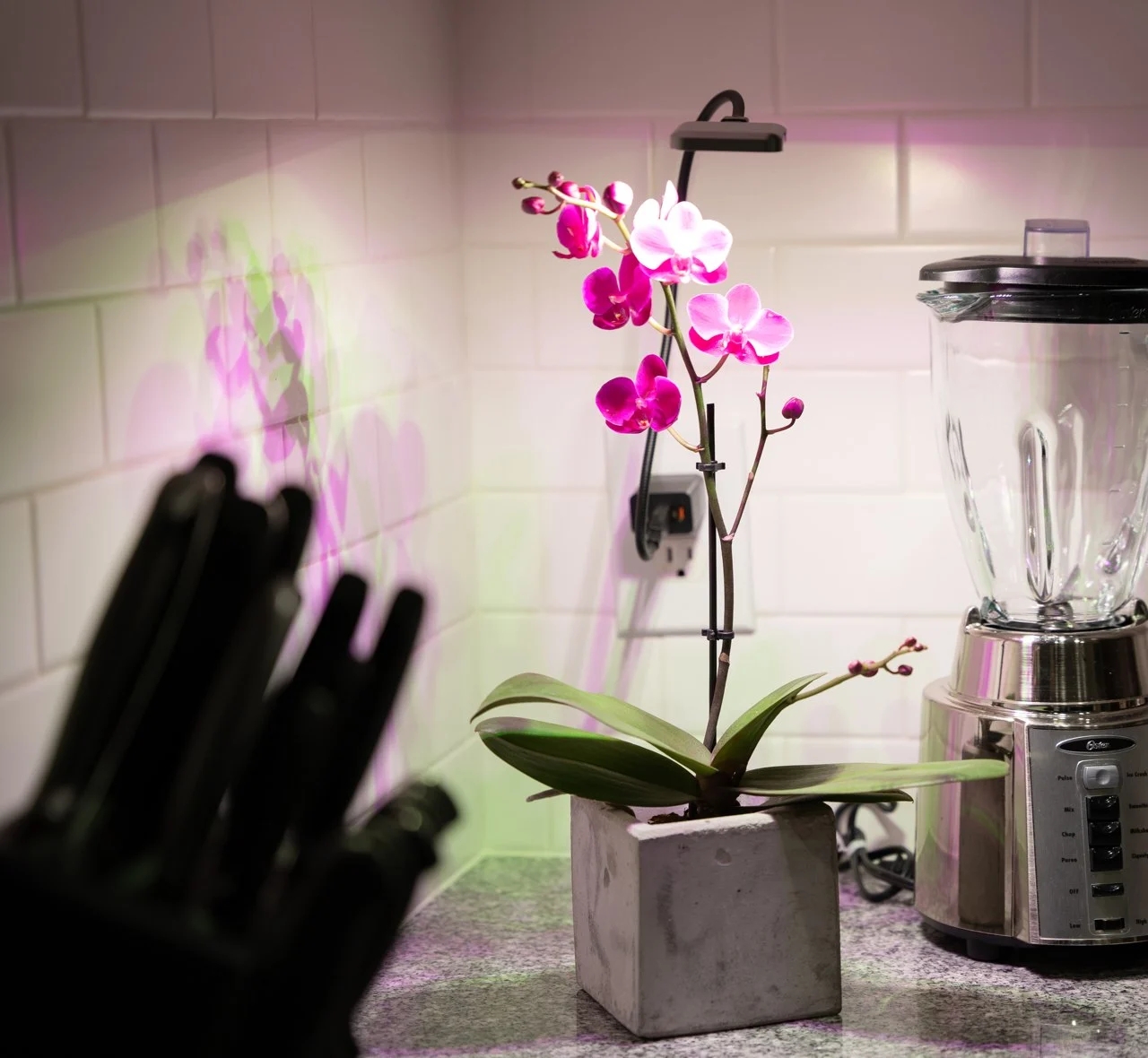 Botany，USB-C 灯，miniature，Ocean Sun，