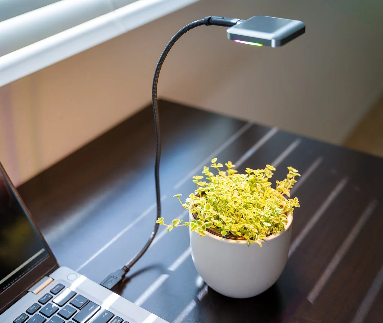 Botany，USB-C 灯，miniature，Ocean Sun，