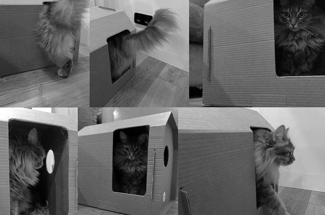 environment protection，product design，Cat nest，Design concept，