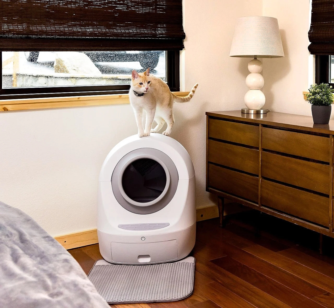 Cat litter，Automatic cleaning，CAT LITTER，