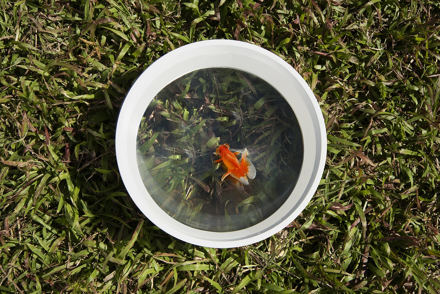 fish tank，magnifier，originality，Jian Zhang，outdoors，scenery，