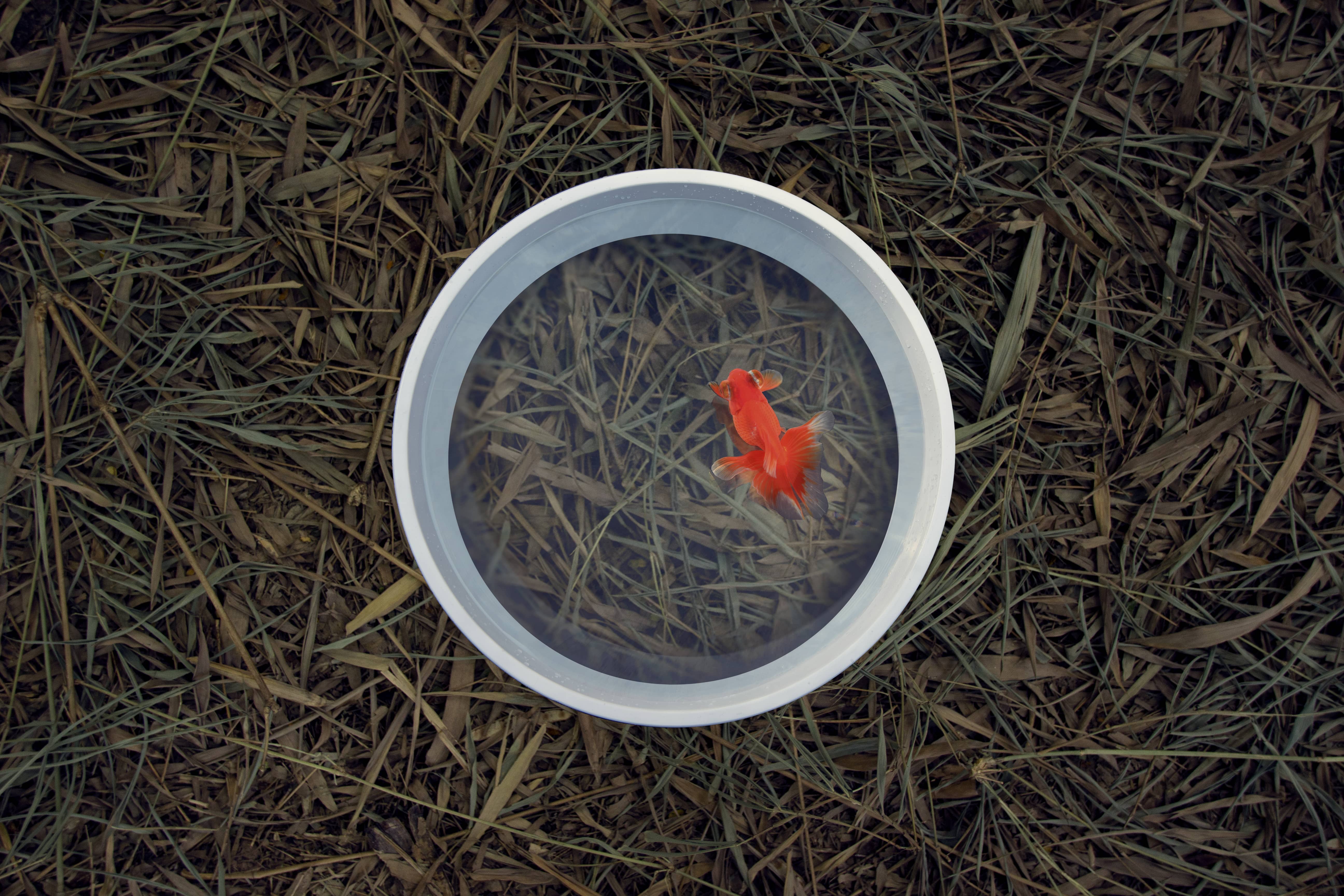 fish tank，magnifier，originality，Jian Zhang，outdoors，scenery，