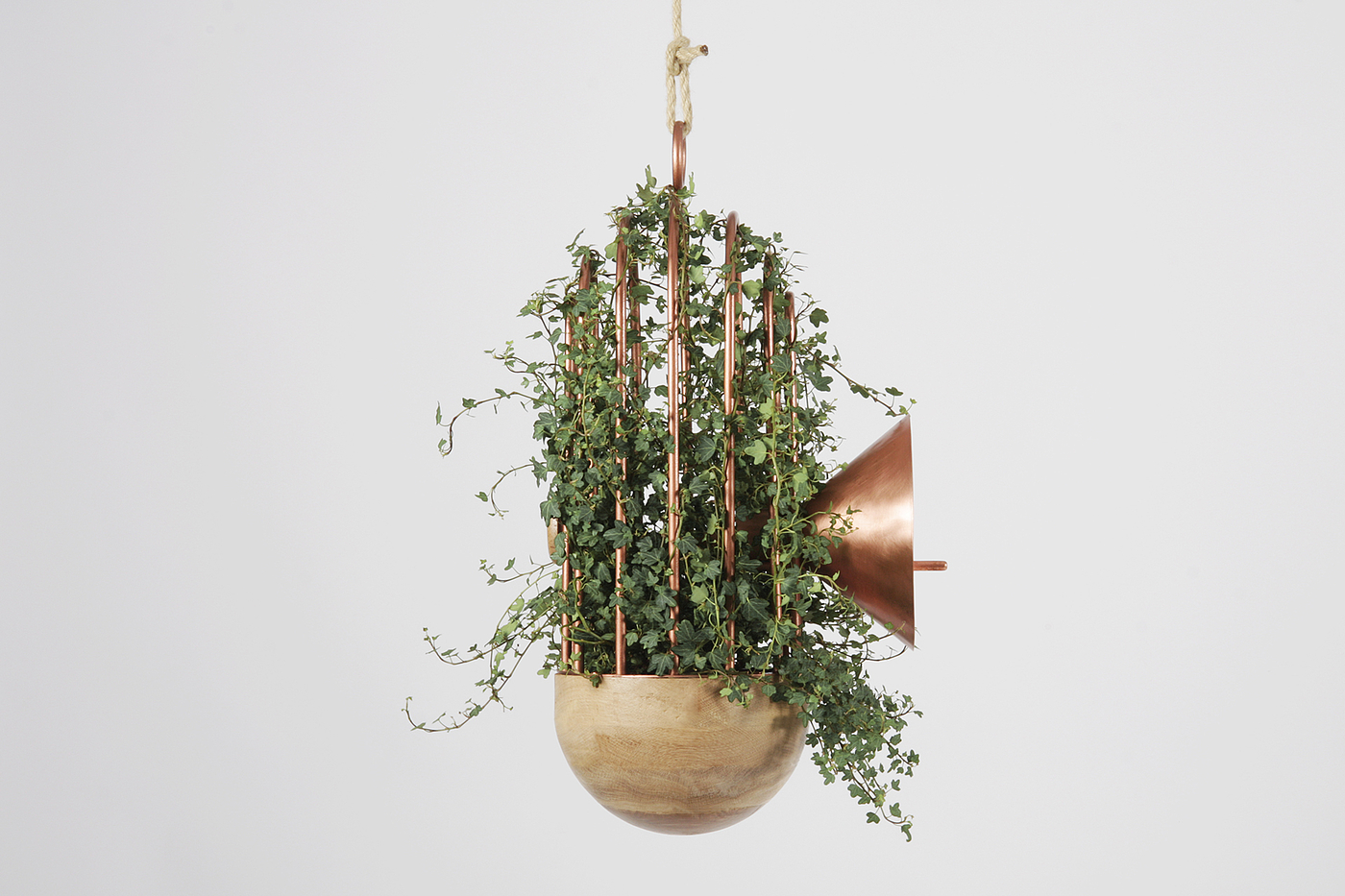 originality，speaker，naturalism，Russia，Bird's nest，seeder，natural beauty，Botany，