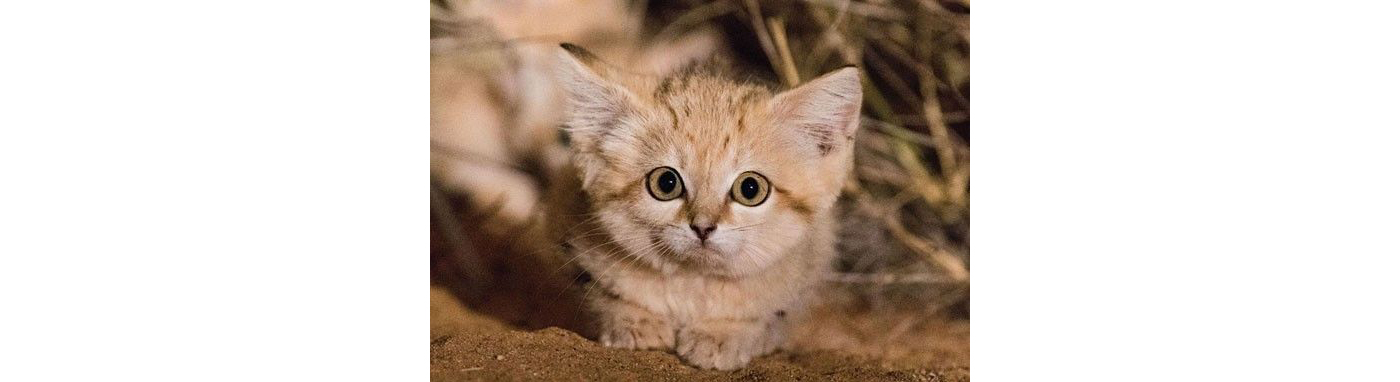 Cat bowl，cactus，solid wood，Pet bowl，interest，