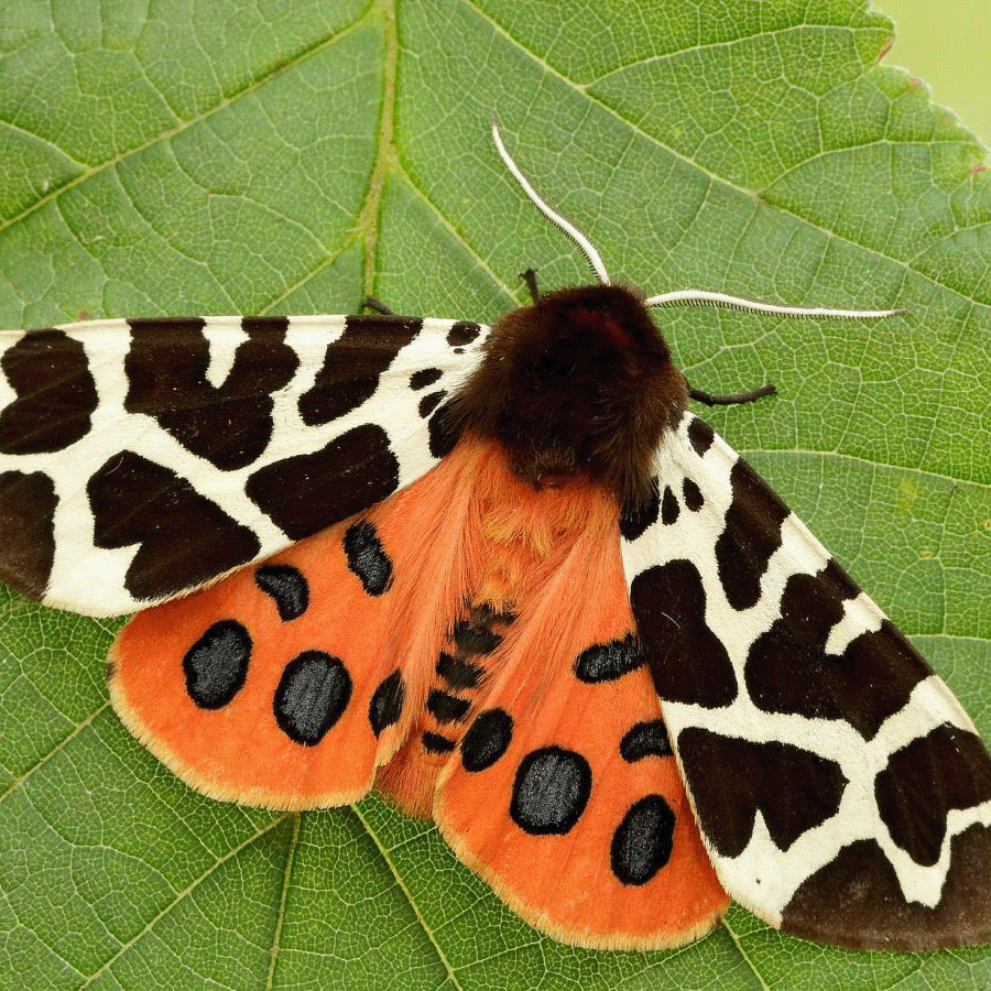 3d，insect，Toys，Tiger moth，