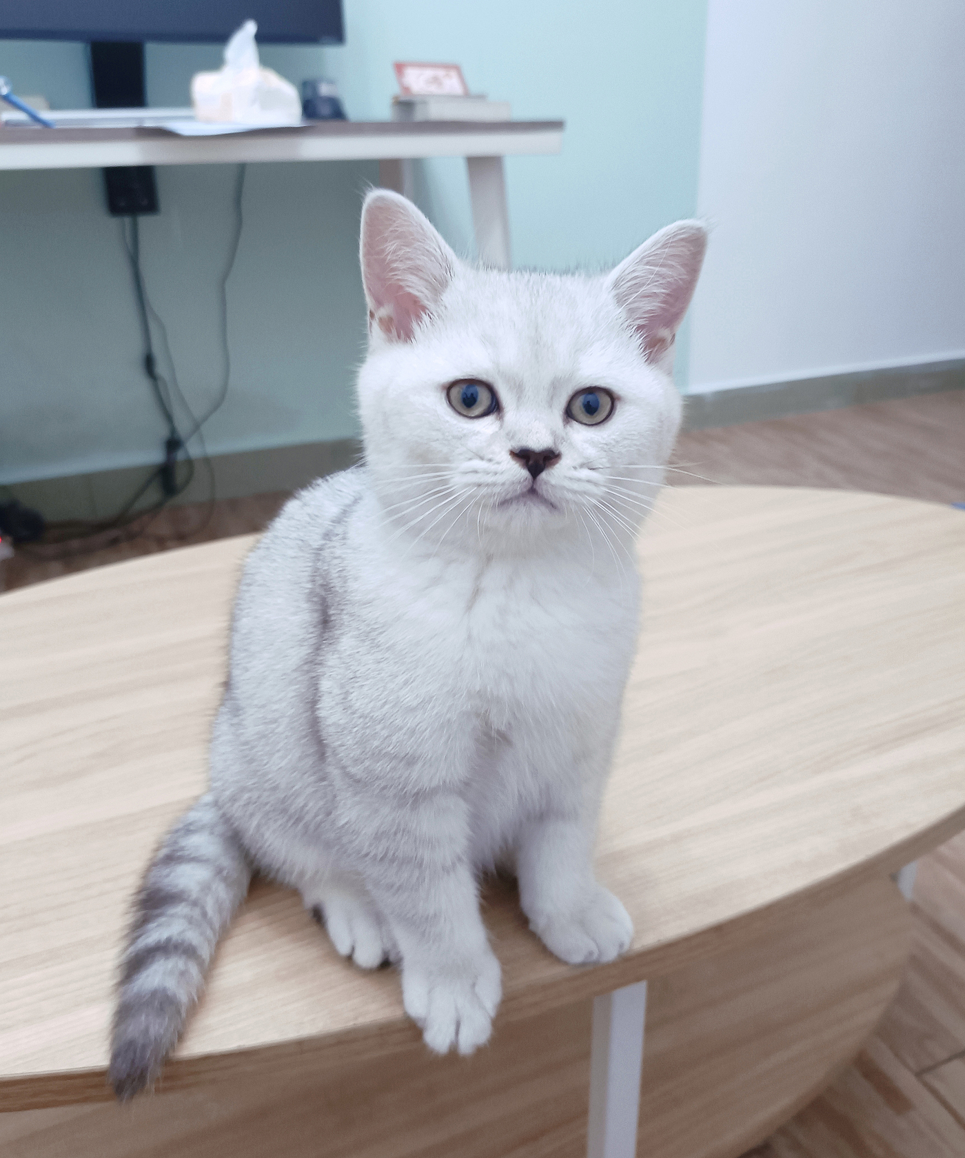 Pets, cats, toys，