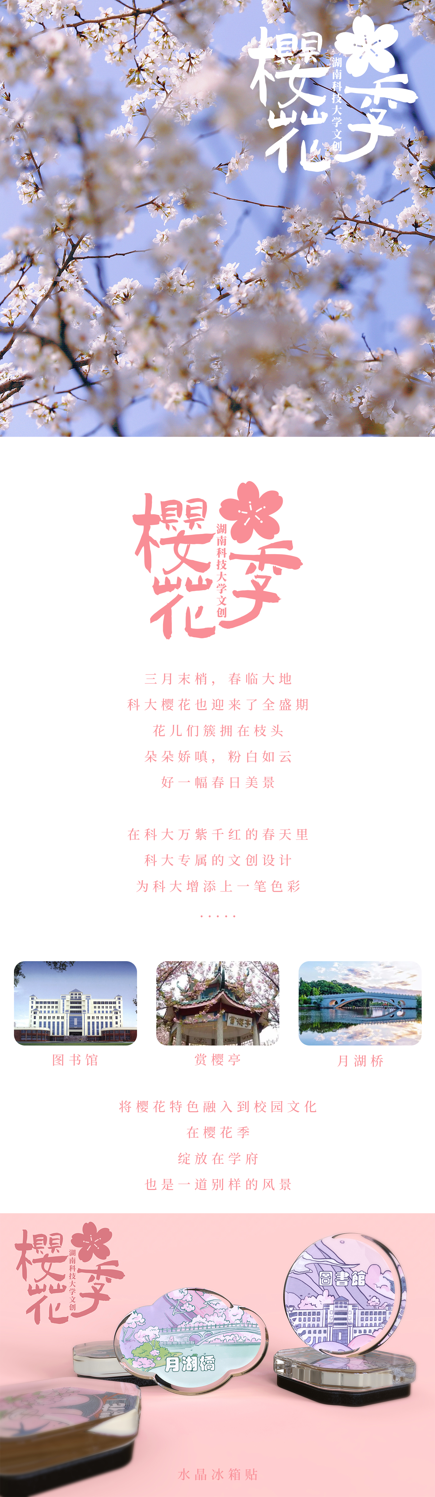 Cultural creation，campus，cherry blossoms，