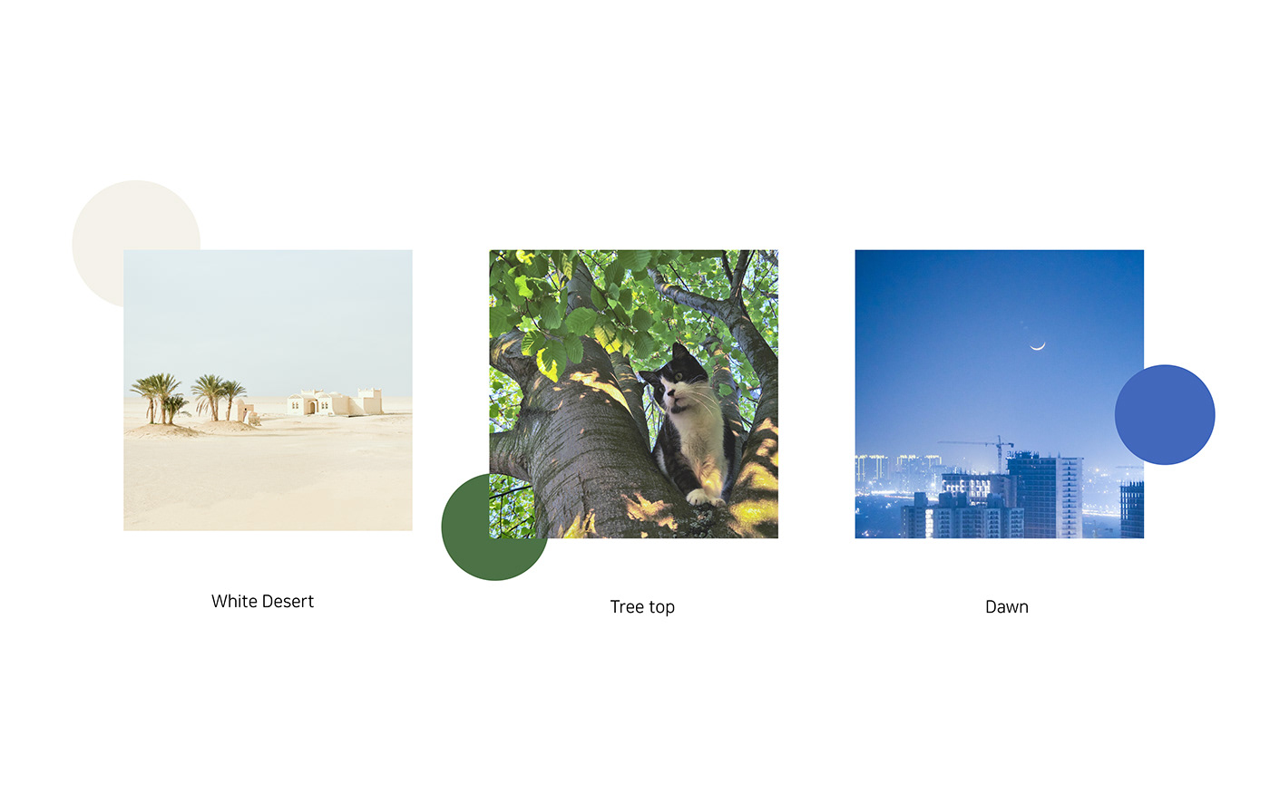 Pets，dry，originality，