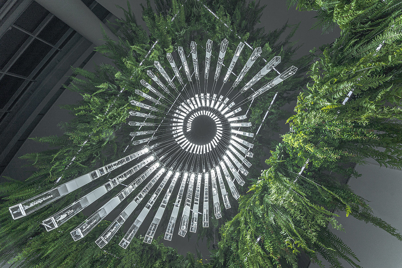 Deric Jeon，Island of life，Island of Life，Phylogenetic tree，Hunan National Institute of biological resources，bio-diversity，DNA data，a chandelier，