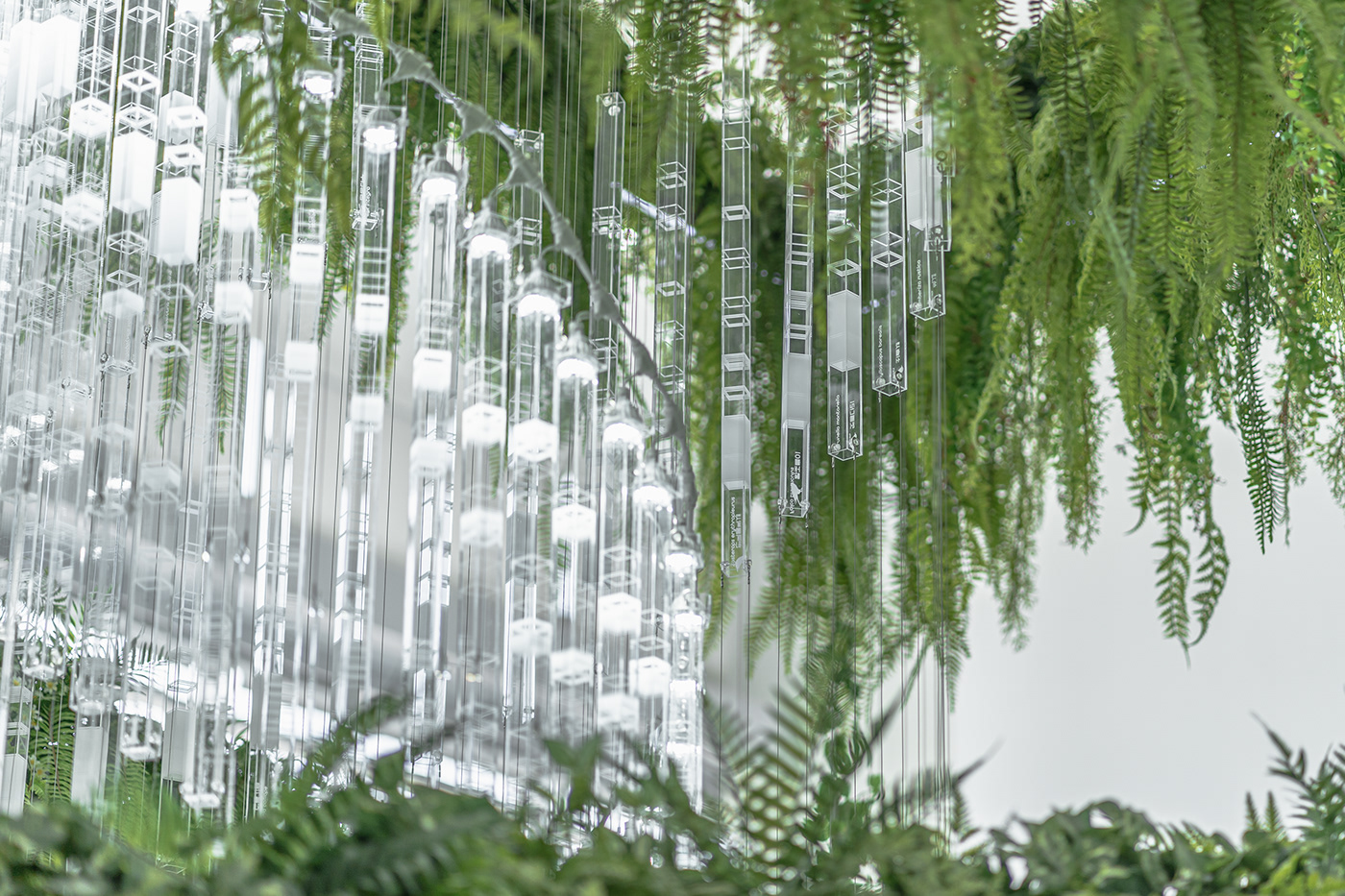 Deric Jeon，Island of life，Island of Life，Phylogenetic tree，Hunan National Institute of biological resources，bio-diversity，DNA data，a chandelier，