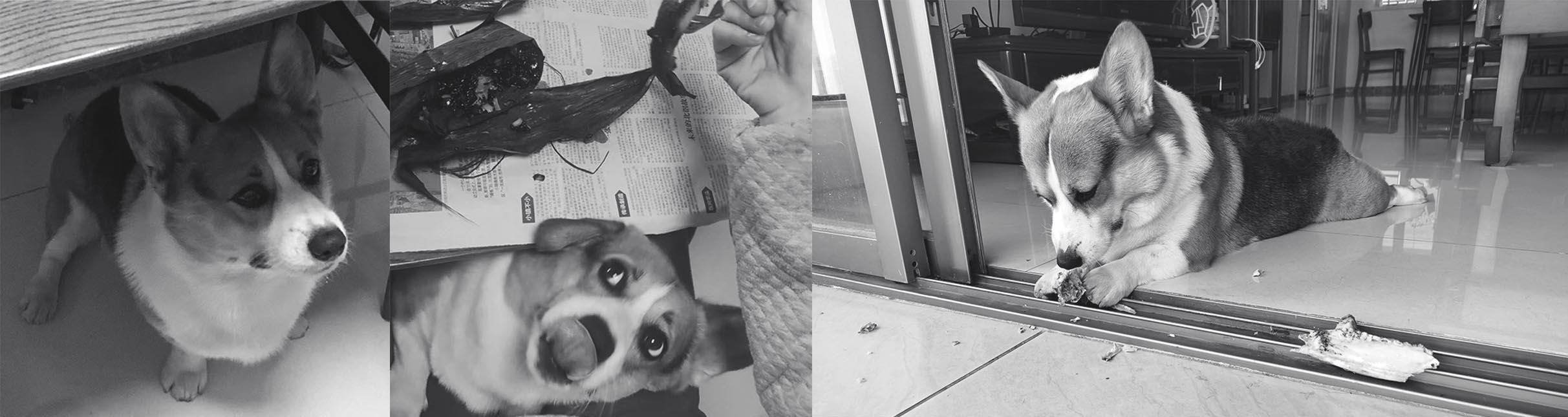 Koki，Dog，Pets，tableware，table，Rice bowl，Pet，